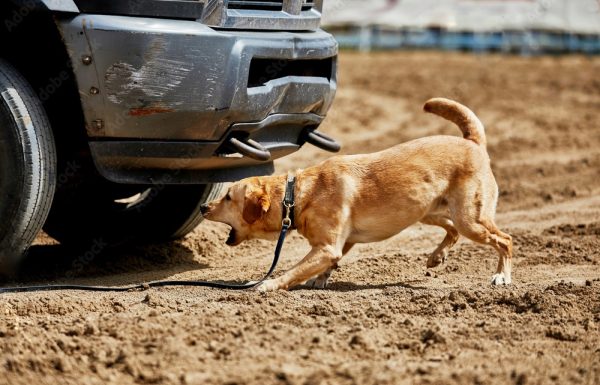 Significance of Military Canine Training Army dog Centers