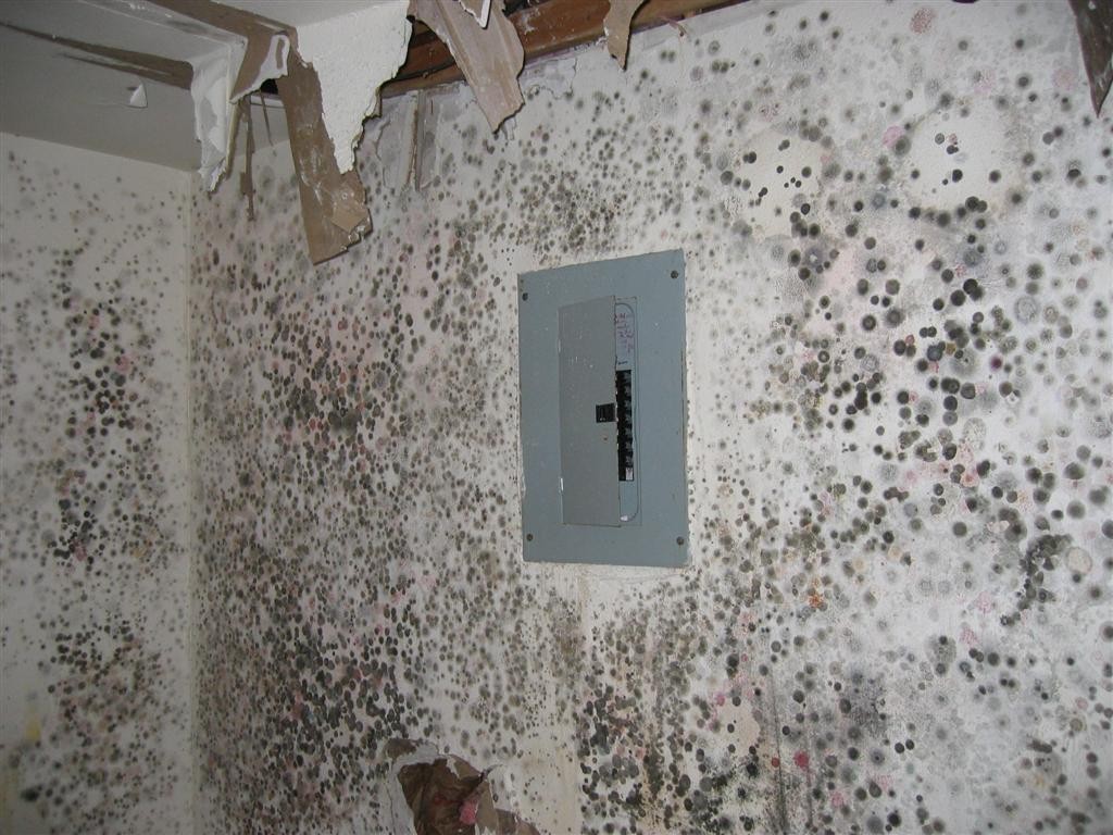 mold damage restoration service