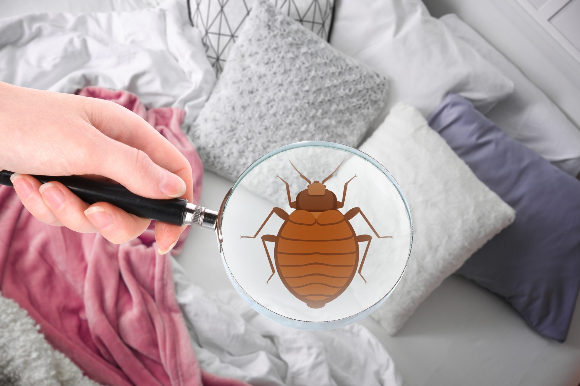 Bed Bug Removal