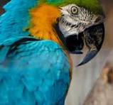 macaws for sale by owner