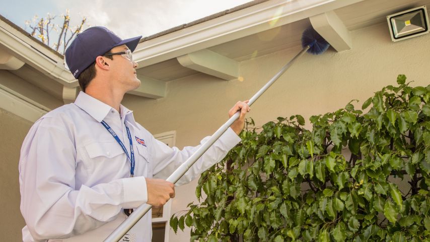 Pest Control in Lahore and Guide to Pest Control Services