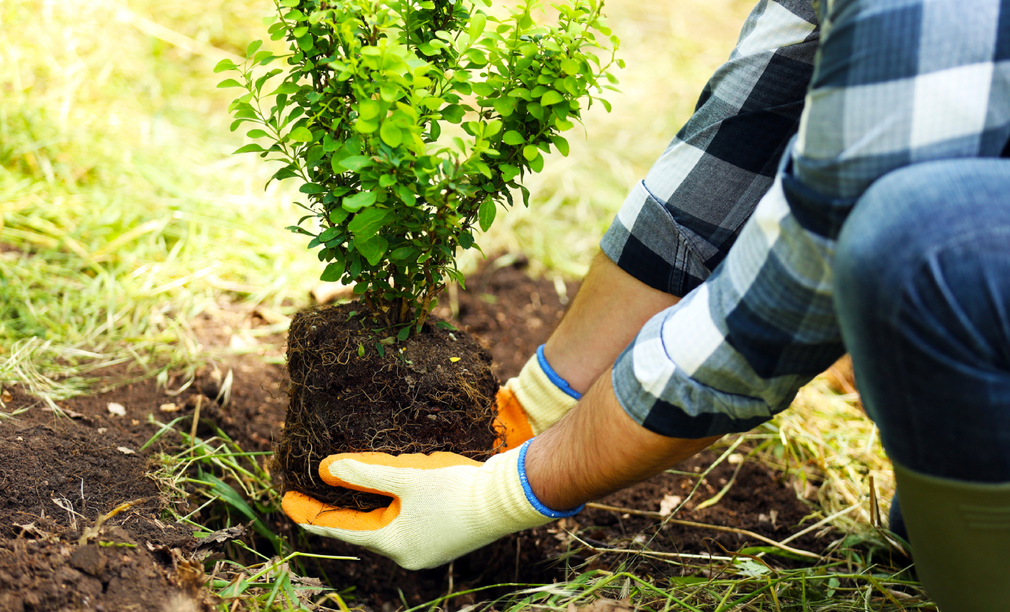 tree planting contractor